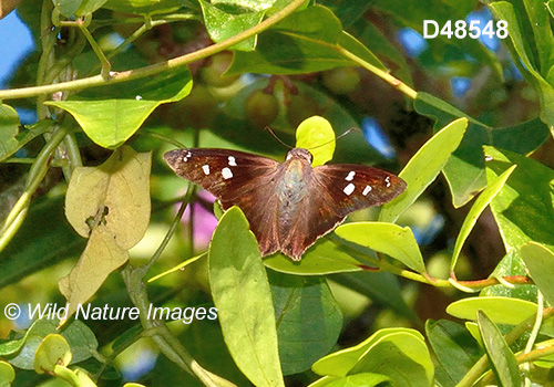 Hammock Skipper (Polygonus leo)
